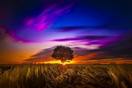 Amazing sunset - Sunset, Tree, Nature, Amazing