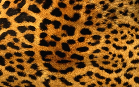 leopard fur - cat, spots, leopard, fur