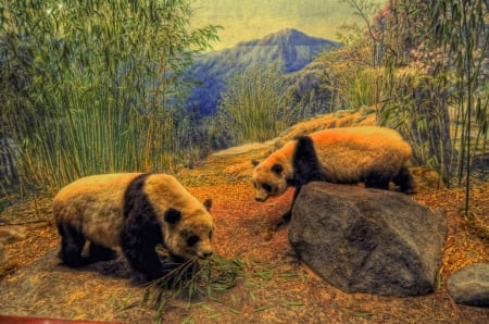 Pandas - hdr, landscape, china, mountans, bamboo, rocks