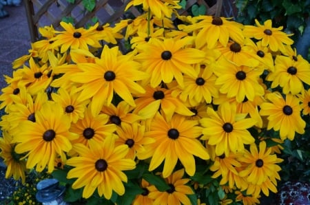 Coneflower - blossoms, summer, garden, echinacea, petals