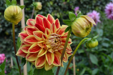 Dahlia - buds, petals, leaves, blossom, garden