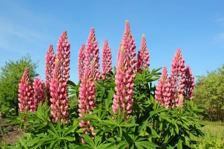 Summer - nature, fields, flowers, other