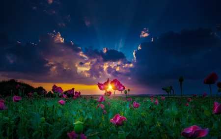 Poppies at sunset - Poopies, Sunset, Nature, Flowers, Lanscap