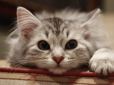 cute kitty - cute, animals, cats, kitty