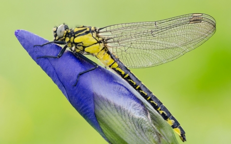 Dragonfly - yellow, blue, green, wings, insect, flower, dragonfly