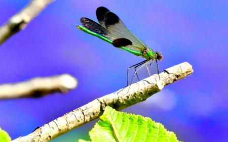 Dragonfly - branch, blue, black, purple, green, wings, insect, leaf, dragonfly