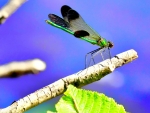 Dragonfly