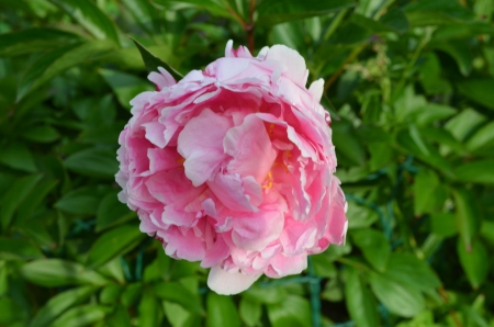 Peony - garden, pink, petals, blossom, leaves