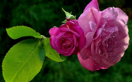 Drops on roses - drops, roses, dew, flowers, nature