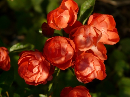 Rose Buds - nature, buds, flowers, rose