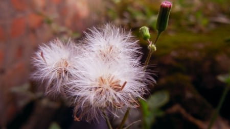 wild seeds - morning, nature, outdoor, wild