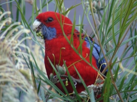 Crimson Rosella