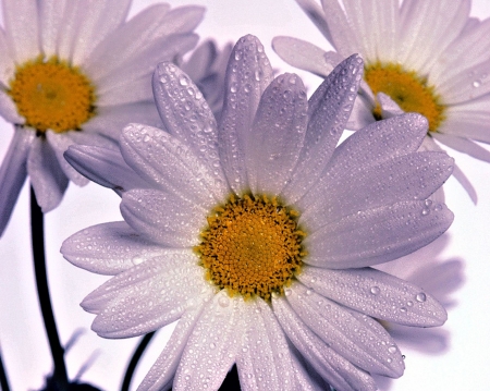 White Flowers - flowers, drop, white, nature