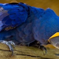  Macaw