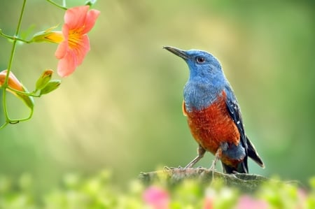 Bird - red, blue, orange, green, bird, flower