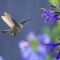 Humming-bird