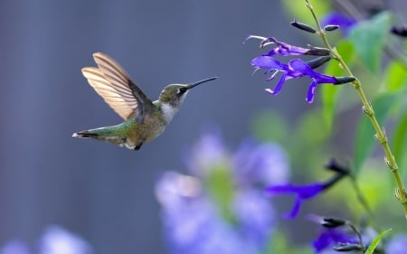 Humming-bird - wings, feather, flower, colibri, bird, humming-bird, blue, green