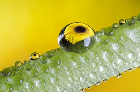 Water drop - yellow, green, macro, water drop, flower