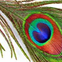 Peacock feather