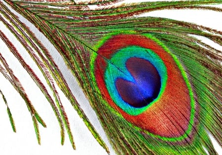 Peacock feather - feather, white, peacock, orange, texture, blue, green