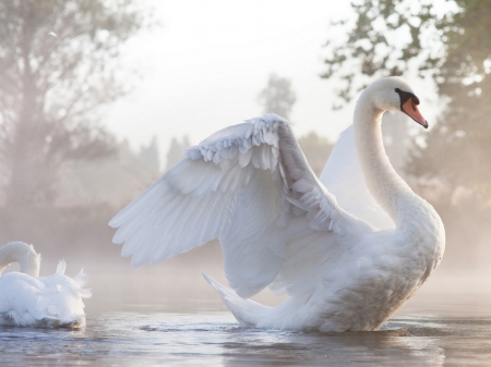 Swan in Foggy Lake