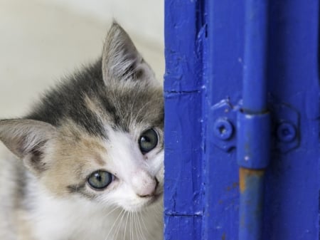 Hello......!!! - cat, eyes, animal, snout, kitten