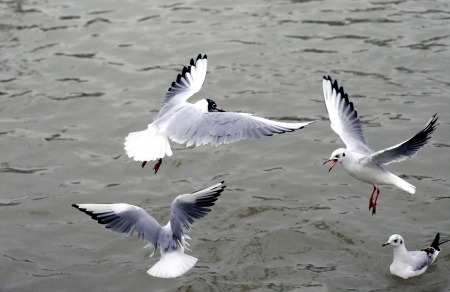 Silver Gull - silver gull, ocean, animals, black headed, flights, sea, birds