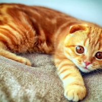 ginger cat