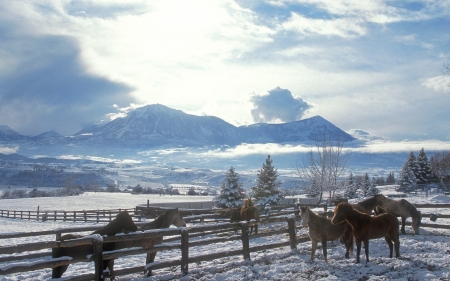 horses in winter - horse, winter, fence, snow