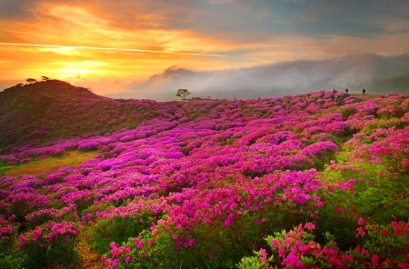 Fiery sunset - sky, hills, fiery, mountain, beautiful, sunset, wildflowers