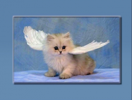 Miss Wings - love four seasons, adorable, animals, cats, wings, lovely, cute, kitten