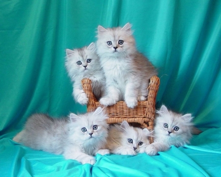 Chair Group - adorable, animals, kittens, lovely, kitten, white, love four seasons, cats, animal, cute