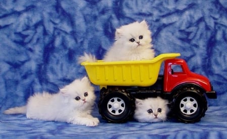 Kitten of President - love four seasons, adorable, animals, cats, kittens, lovely, toy car, cute