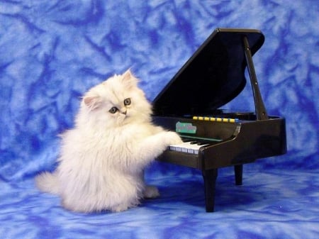 Cover Piano - cat, adorable, animals, lovely, kitten, piano, love four seasons, cats, animal, cute