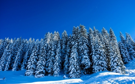 Winter Trees - forest, winter, trees, landscape