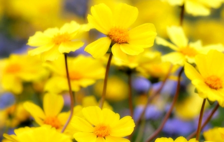 Yellow Flowers - beautiful, garden, flower, yellow