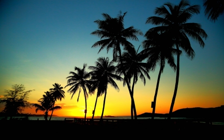 Wonderful Place - beach, palm, amazing, sunset