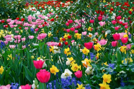 Flowers - flowers, beautiful, garden, colors