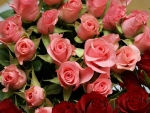 Pink Roses