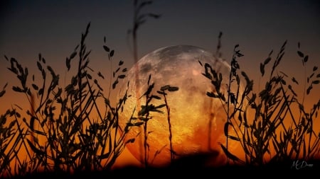 Grassy Moon Sunset - pasture, field, full moon, sunset, grassy