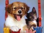 Puppy and Kitten