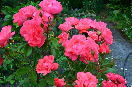 Pink Roses - leaves, blossoms, garden, petals