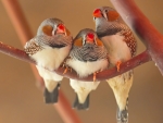 Cute Birds