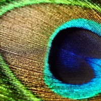 Peacock feather