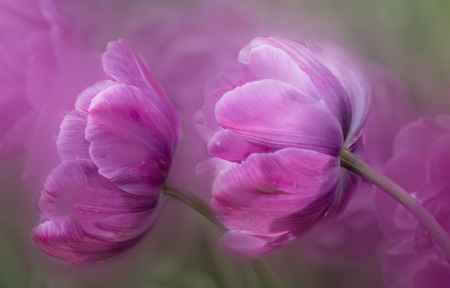 Tulips - tulip, flower, pink, spring