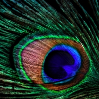 Peacock feather