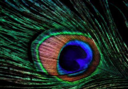 Peacock feather - feather, black, peacock, orange, texture, blue, green