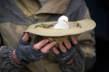 Protection - protection, soldier, chicken, hat, hand, cute