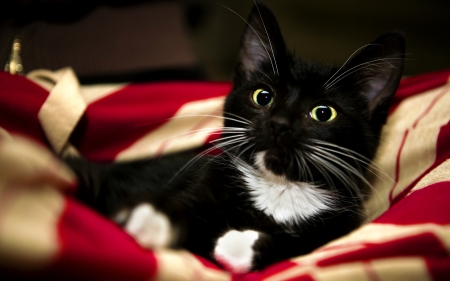 Patriotic Kitty - black, white, American, red, cute, tuxedo, cat