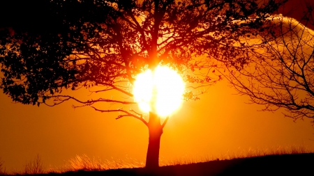 Summer Sunset - nature, trees, sun, sunset, summer, lights